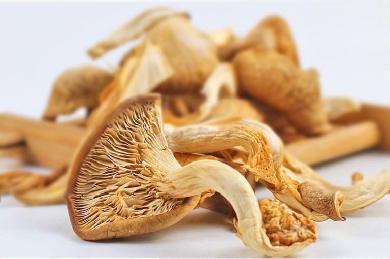 mushroomcover