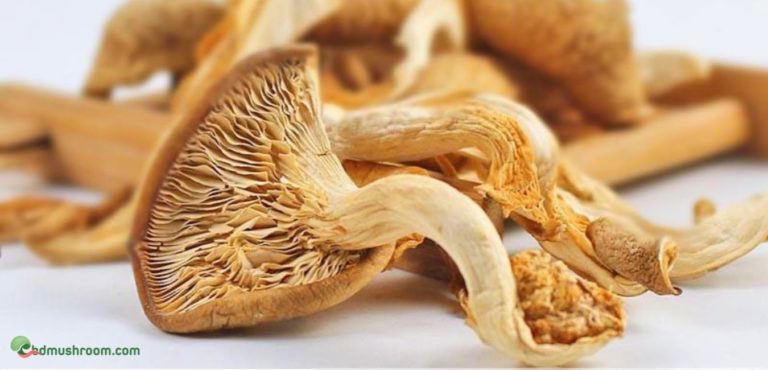 dry oyster mushroom
