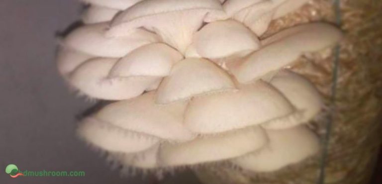 fresh oyster mushroom