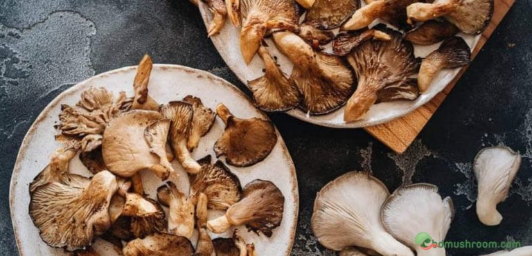 oyster fresh mushroom